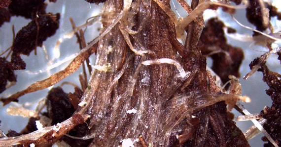 Инфекция Pythium на корнях томатов в кокосовом волокне